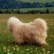 greis5.gif(25 kb)